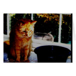 lonesome II cards