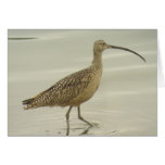 Long-billed Curlew Card