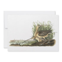 Long-billed Curlew, John Audubon Custom Invites