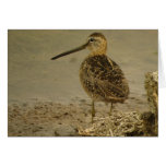 Long-billed Dowitcher card
