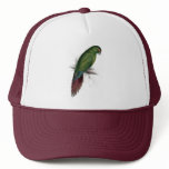 Long -Billed Parrakeet-Maccaw by Edward Lear hats