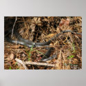 Long Black Racer posters