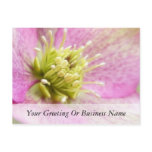 Long Blooming Hellebore postcards