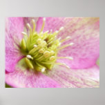 Long Blooming Hellebore posters