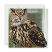 Long Eared Owl Invitations