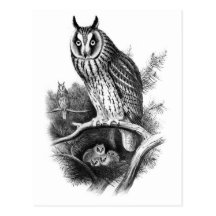 Long-eared Owl Sketch Post Cards