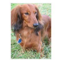 Long Hair Dachshund Invitation