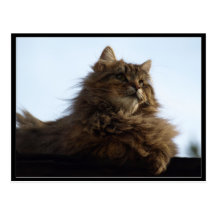 Long-hair Tabby Cat  Animal Postcard