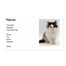 Long Haired Black & White Kitten Business Card