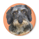 Long Haired Dachshund Portrait Gifts Fridge Magnet