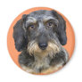 Long Haired Dachshund Portrait Gifts Fridge Magnet