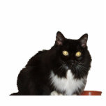 Long Haired Pet Cat photo sculptures