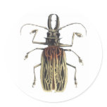 Long-Horned Beetle, Prionus Cervicornis Stickers