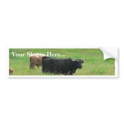 Long Horned Cattle Bumper Stickers by lifesphere