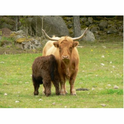 Long Horned Cattle Female And Her Young Acrylic Cut Outs by lifesphere
