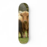 Long Horned Cattle Female And Her Young skateboards