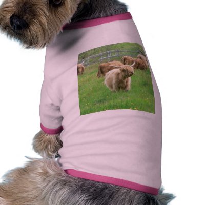 Long Horned Cattle On Field Eating Grass Pet Clothes by lifesphere