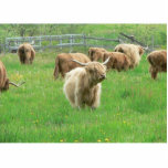Long Horned Cattle On Field Eating Grass photo sculptures
