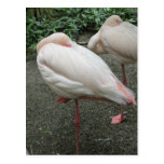 Long Legged Flamingo Post Cards