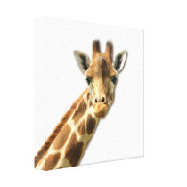 Long Necked Giraffe  Canvas Print