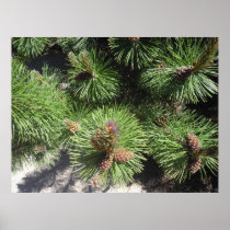 Long Needled Pine Print