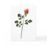  Long stem Red Rose cards