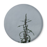 Longevity magnets
