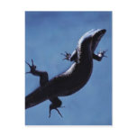 Longevity postcards