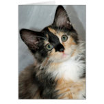 Longhair Calico Kitten Greeting/Note Cards