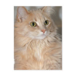 Longhair Orange Cat Postcards