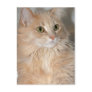 Longhair Orange Cat Postcards