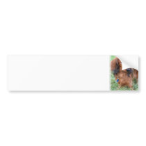 Longhaired Dachshund Bumper Sticker