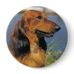 Longhaired Dachshund  button