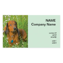 longhaired dachshund in wildflowers business card