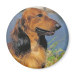 Longhaired Dachshund  magnet