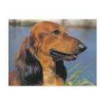 Longhaired Dachshund  postcard