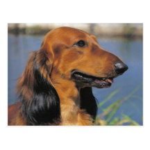 Longhaired Dachshund  postcard