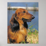 Longhaired Dachshund  poster posters