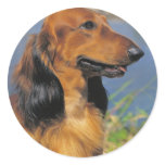 Longhaired Dachshund  stickers