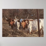 Longhorn Print