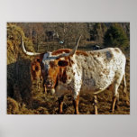 Longhorn Print
