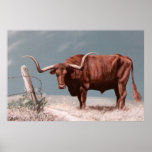 Longhorn Steer on canvas posters