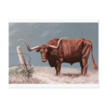LONGHORN STEER postcards