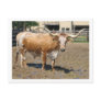 Longhorns are Friends, Not Food (colour) Postcards
