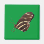Longwing Zebra Butterfly Magnet