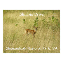 Look A Fawn!! Post Cards