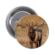 Look at Me! Pinback Buttons