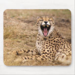 Look At The Monkeys On The Bus Mouse Mat