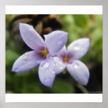 Look For Me In Spring Poster