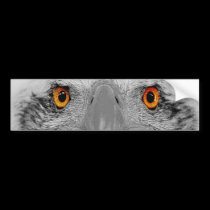 Look into my eyes bumper stickers